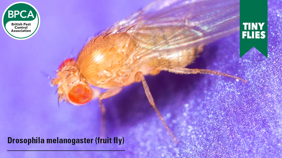 tiny flies c1 tiny flies c1
